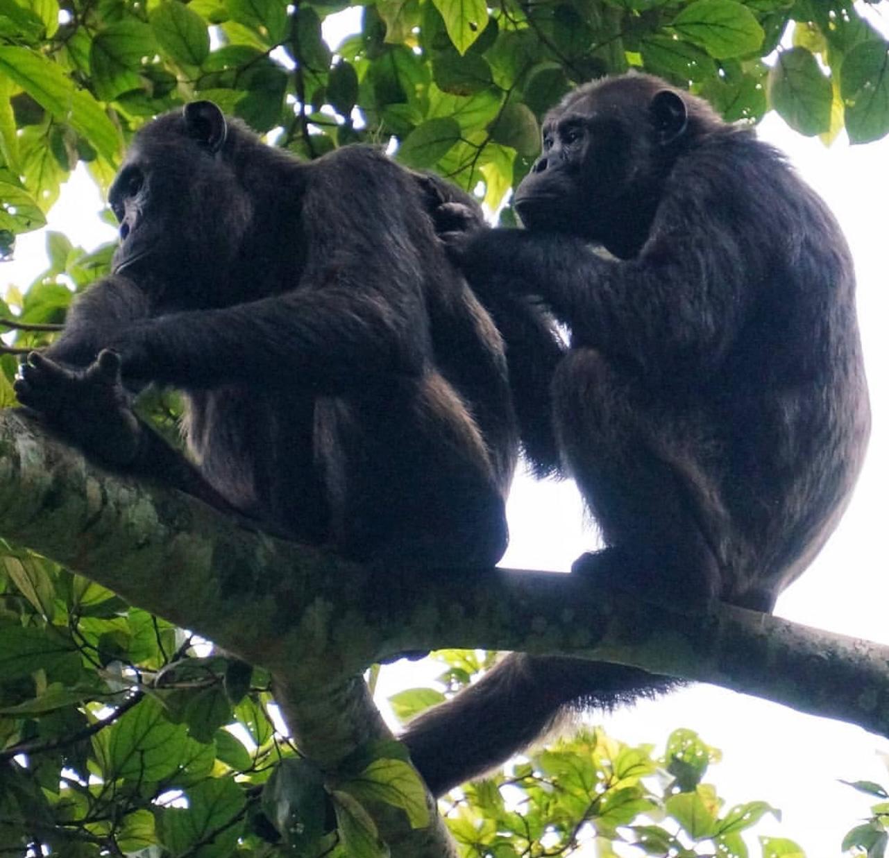 5-Day Rwanda Gorilla, Chimpanzee & Golden Monkey